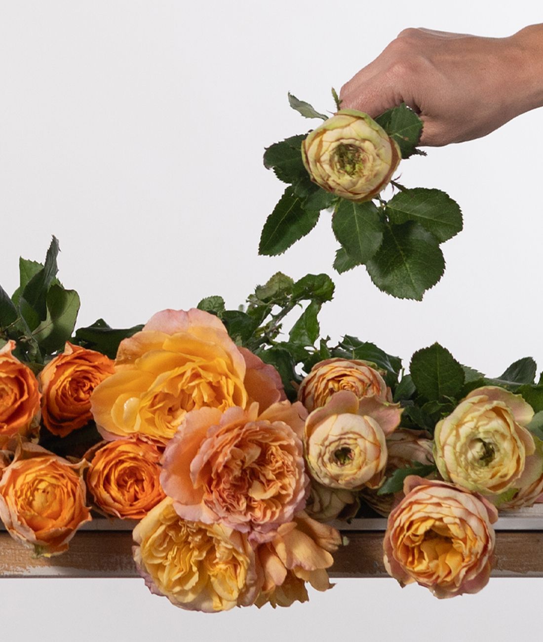 A Cut Above: All The Things About Rose Varieties And Why They’re Unique thumbnail