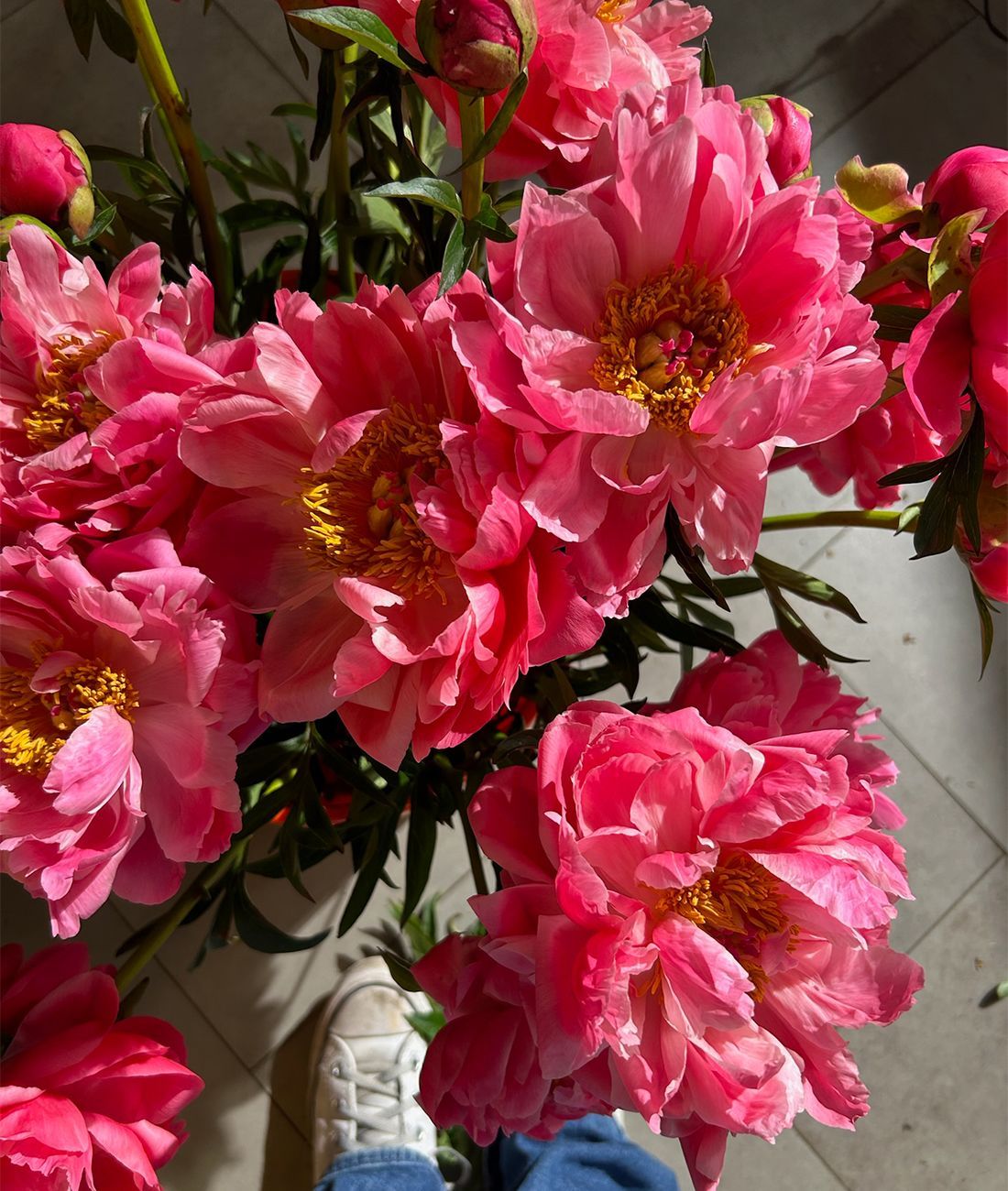 All Things Behind Your Favorite Flower… Peonies! thumbnail