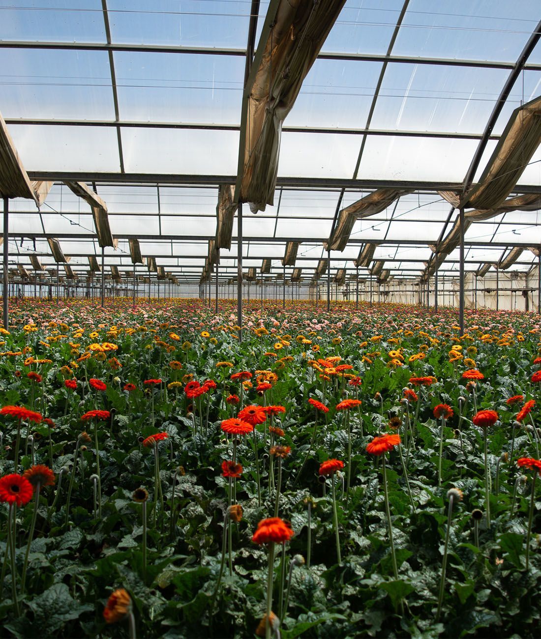 Meet The Grower: Kitayama Brothers Farms