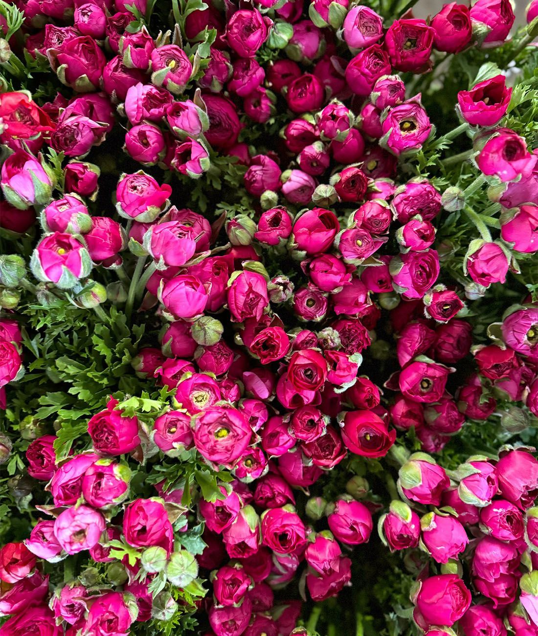 Ranuncu-lovin’ | Tips and Tricks for making the most of Ranunculus!  thumbnail