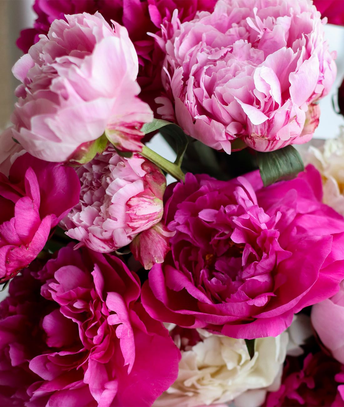 Peony_Care_-_SPring_2024Artboard_5.jpg