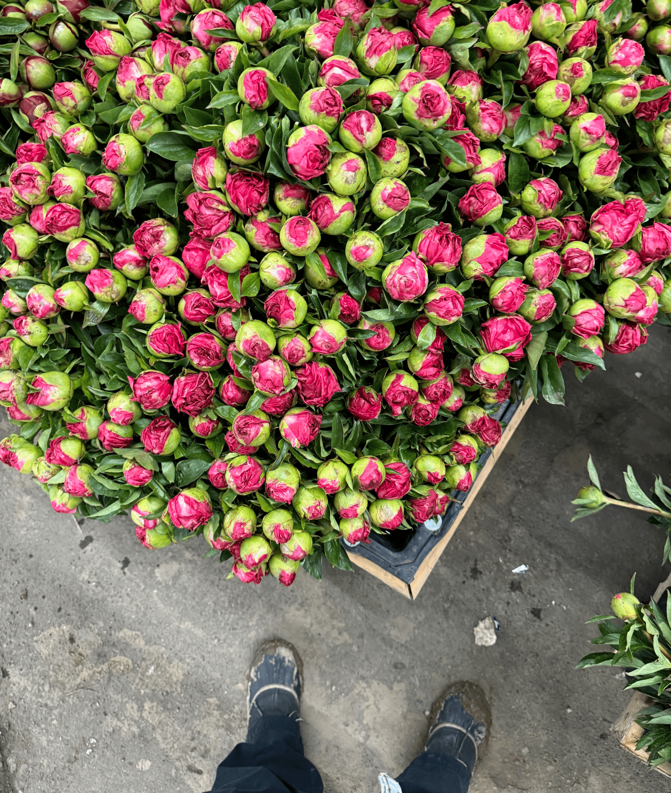 Behind The Scenes: On The (Flower) Floor During Farmgirl’s Peak Holidays! thumbnail